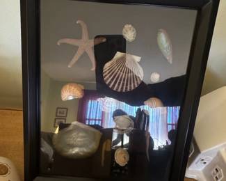 Framed Seashell Display