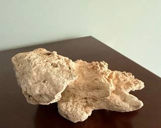 Tampa Bay Fossilized Coral Geode second image