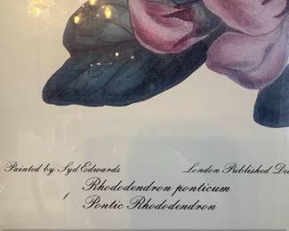 Rhododendron ponticum and Robinia hispida Botanical Print fourth image