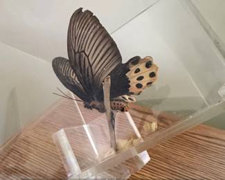 Taxidermied Atrophaneura horishana Butterfly in Acrylic Display Case third image