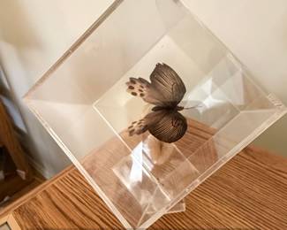 Taxidermied Atrophaneura horishana Butterfly in Acrylic Display Case