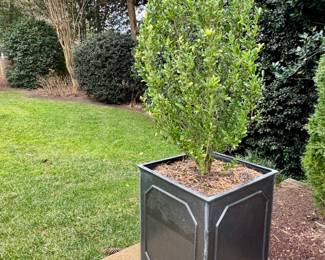 Many dreamy planters...comes with plants