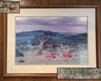 Thomas Mangelsen signed and numbered photography professionally framed wall art - “ Before the Storm 1989” 