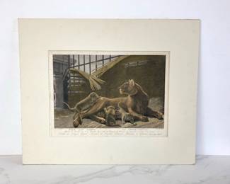 Lot 9823 Unframed Antique French Art Print Nicolas Marechal Lioness La Menagerie du Museum National dHistoire Naturelle.