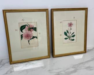 Lot 9805 Antique Camellia Floral Botanical Lithograph Art Prints