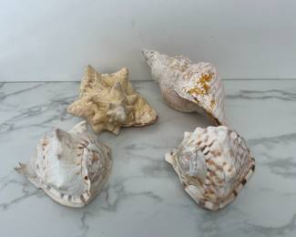 Lot 9794 Large Conch Sea Shells  Natural Curiosities