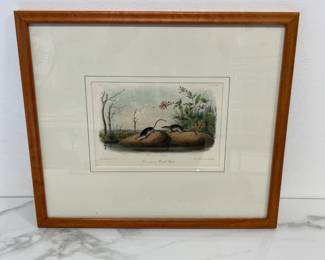 Lot 9809 Vintage J.W. Audubon American Marsh Shrew  Art Lithograph