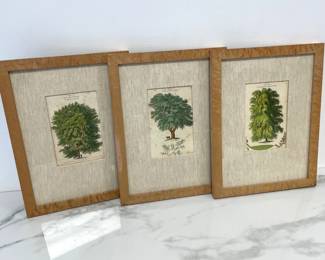 Lot 9808 Vintage Tree and Botanical Art Prints