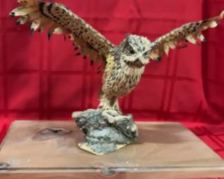 Owl Taxidermy 