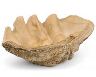 Giant Natural Clam Shell