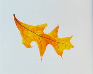 "Flower Series", an original work of art by listed artist, Howard Hack circa 1965. Professionally framed and measures in frame, 11” H x 10” W. Howard Edwin Hack (July 6, 1932 – June 11, 2015) was an American representational painter and graphic artist, with works in numerous museum collections. Known for an innovative approach to a variety of media, as well as use of traditional oil paints, Hack began working in the late 1940s.

