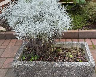 Makana Silver Artemisia Bonsai with Exposed Aggregate Rectangular Planter