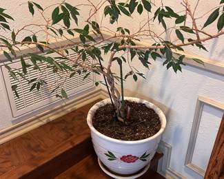 ficus tree in pot