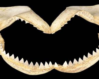 Real Jaw Bone From Bull Shark 