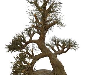 Beautiful Hand Crafted Bonsai Tree