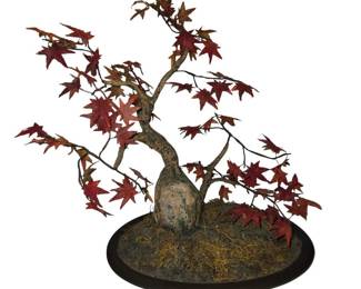 Handcrafted Bonsai Tree Red Maple