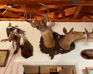 deer mounts on Black Forest wood!!
