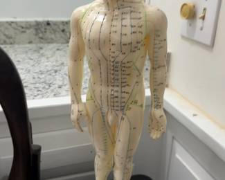 20” Human Body Acupuncture Meridian Model - Male Anatomy