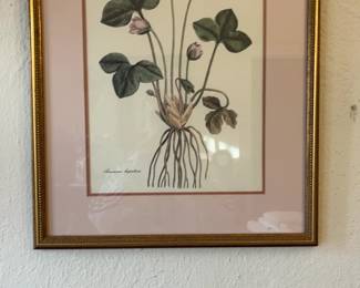 Framed Anemone Hepatica Botanical Print