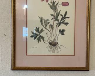 Framed Botanical Print - Star Anemone Illustration