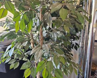 artificial Ficus