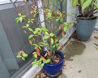 Climbing plant on trellis.