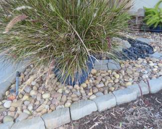 Fountain grass or Cenchrus setaceus.