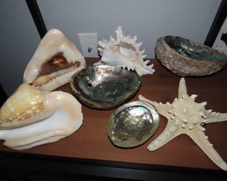 Sea shells.