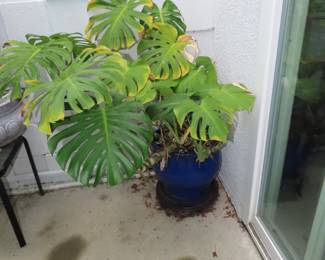 swiss cheese plant (Monstera Deliciosa).