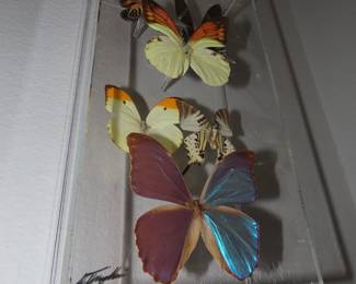 Framed butterflies.