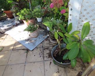 Plumeria, Crown of Thorns, succulents.