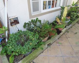 Succulents, cacti, Sago Palm, ferns,  other potted plants.