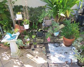 Plants and plant stands.