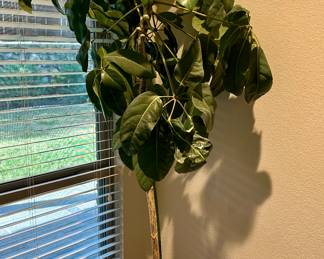 Lovely tall potted umbrella tree