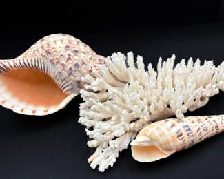 Large Shells & Coral 