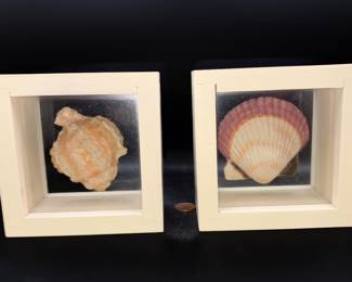Small shadow box seashells 