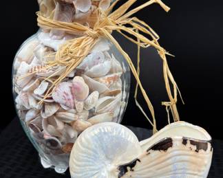 Seashells 