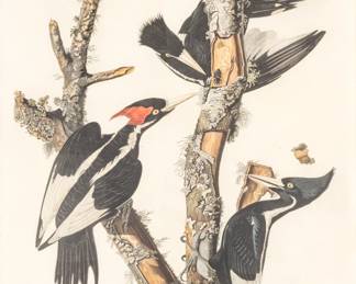 Lot 1008
After John James Audubon (American, 1785-1851) by Robert Havell Hand Colored Engraving with Etching and Aquatint on J. Whatman Paper 1829
