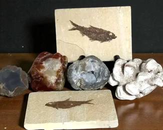 Knightia Alta Fish Fossils Other Rocks