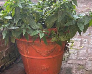 Large terracotta planter