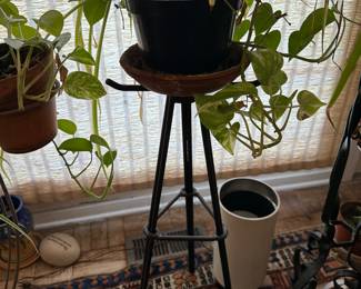 Wrought iron plant stand $40.00 Plant $10.00