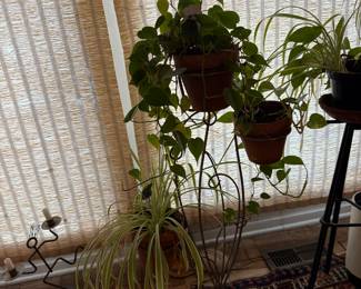 plants and stand $10.00 each