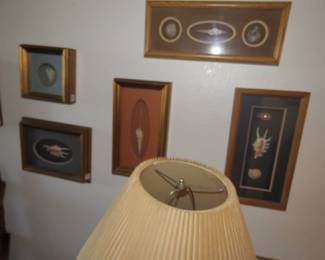 Shells mounted in Frames