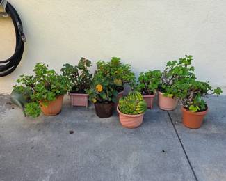 Potted outdoor plants