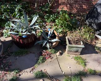 Plants and planters. 