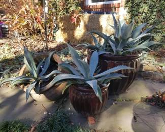 Planter Pots w/ Agave Plants 