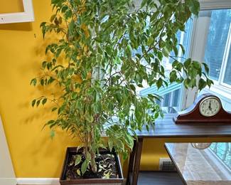 Ficus plant