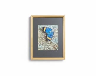  Small Butterfly Art Work