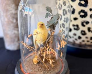 Canary Taxidermy 