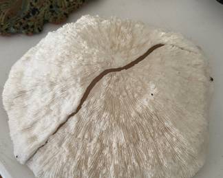 This piece of coral is about 14" across.